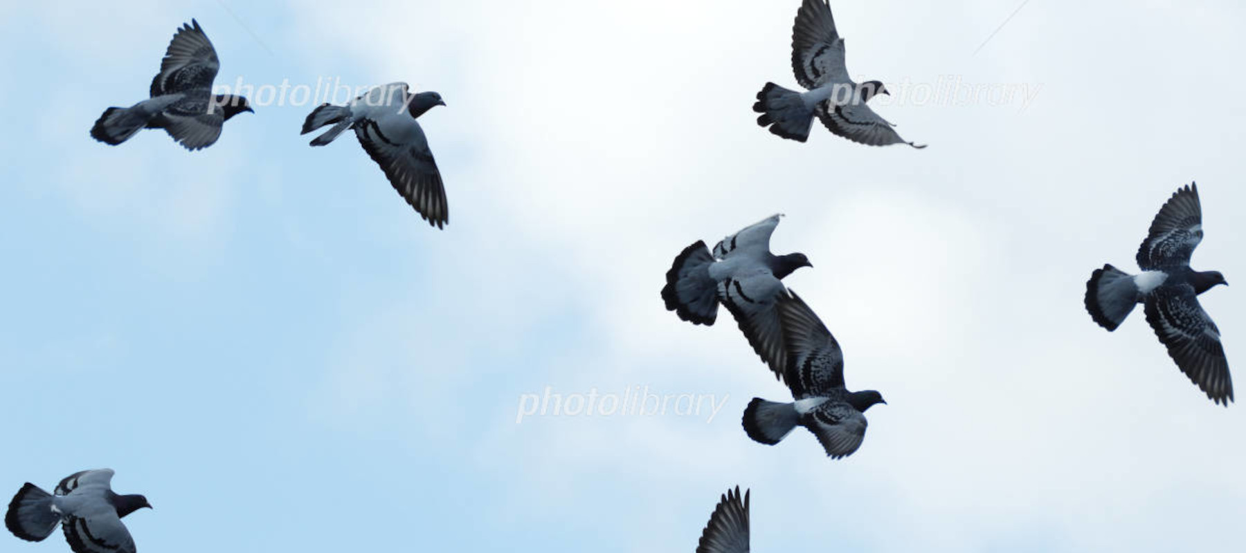 鳩画像 by ハトゼロネット